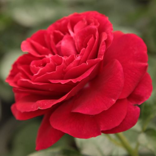 Gärtnerei - Rosa Bordeaux® - rot - floribundarosen - diskret duftend - W. Kordes & Sons - -